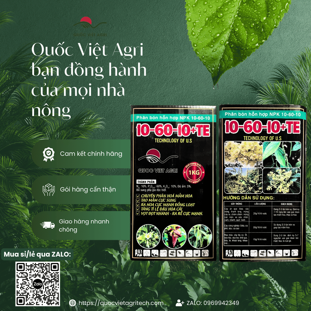 Phân bón hỗn hợp NPK QVA 10-60-10+TE (hộp 1KG)