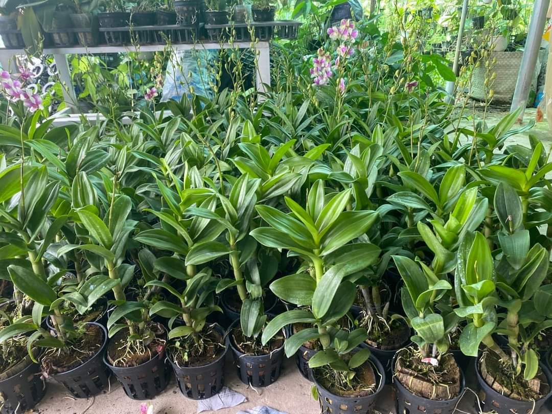 HOA LAN ĐỒNG TIỀN 3 MÀU
