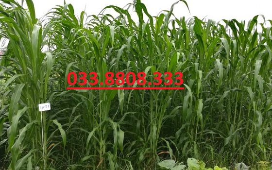 Hạt giống cỏ Sudan lai --- 500g- cỏ họ ngô - Hạt Giống Cỏ Chăn Nuôi Trâu,Bò,dê,cừu,cá... đem lại năng xuất cao trong ngành chăn nuôi