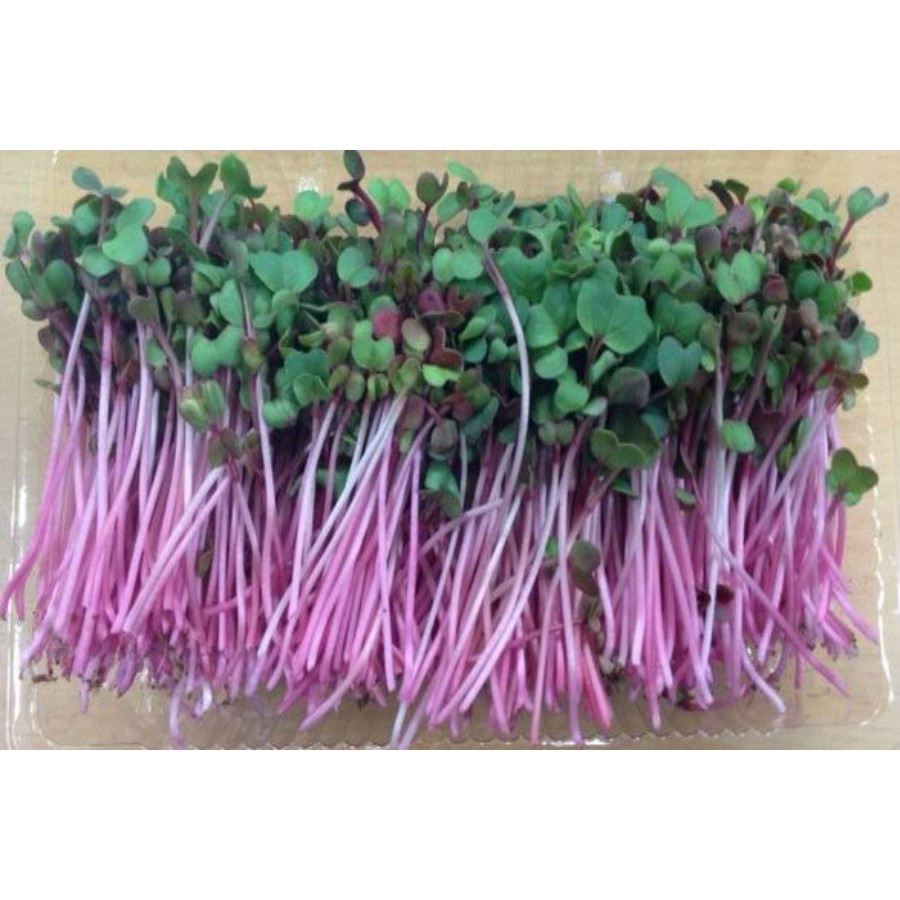 Hạt Giống Mầm củ cải đỏ 100g, Rau mầm