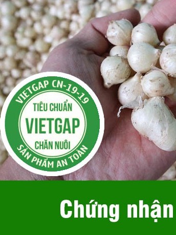 1kg hành tăm ( củ nén , củ ném , hành trắng ) ĐẶC SẢN QUẢNG TRỊ