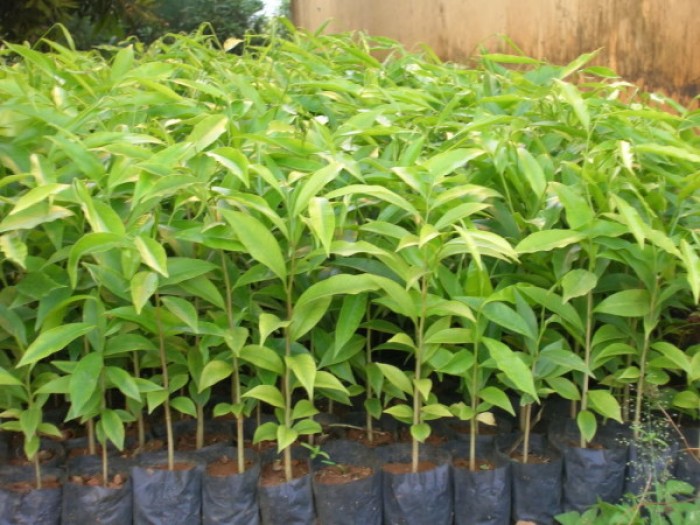 cây DỔI hàng gieo hạt