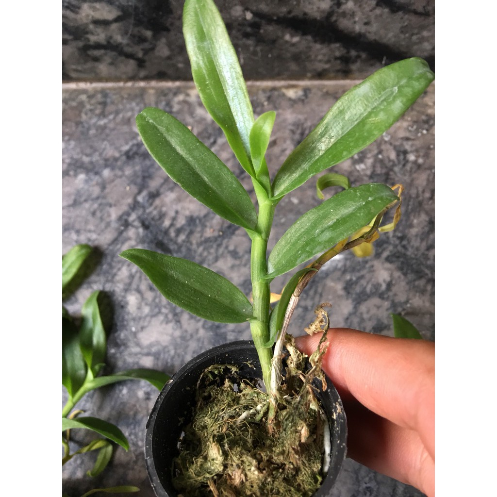 Phi điệp 5ct pt hàng năm một
