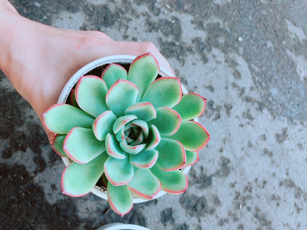 Chậu Sen Đá Viền Hồng