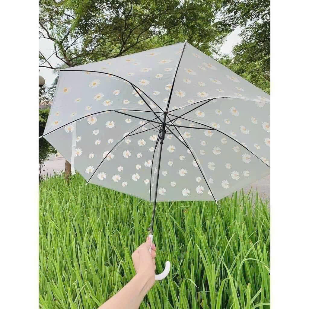 Ô trong suốt - Dù trong suốt - Ô dù đi mưa trong suốt thể hiện cá tính phong cách Hàn Quốc