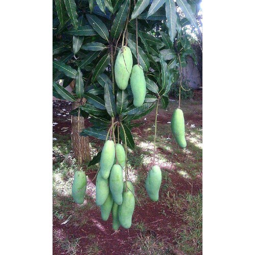 Cây giống xoài tượng