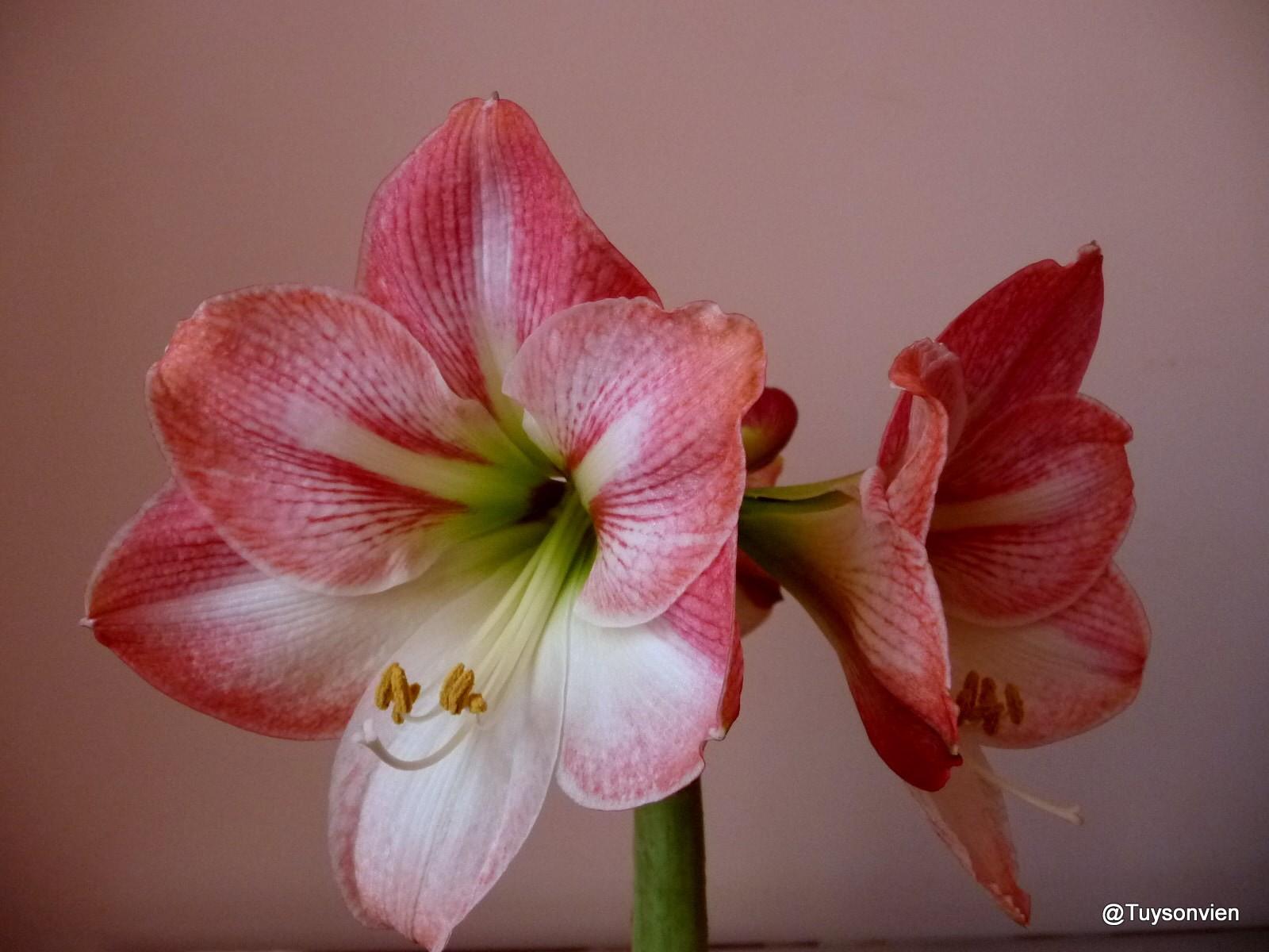 Set of 2 Lily Bulbs (1 Red Velvet Flower Bulb + 1 Peach Rose Bulb)