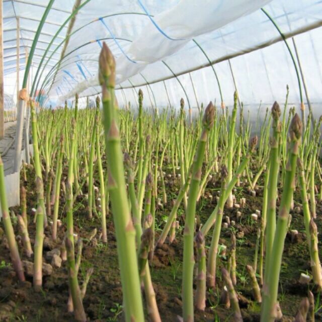 Hạt giống Măng Tây Xanh F1 Gói Khoảng 15 Hạt