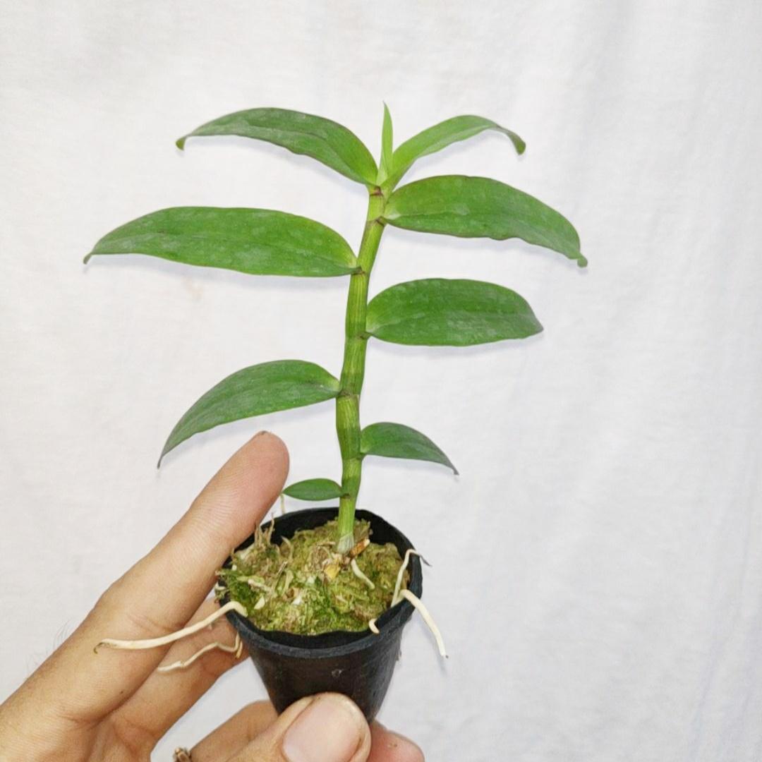 Phi điệp tím