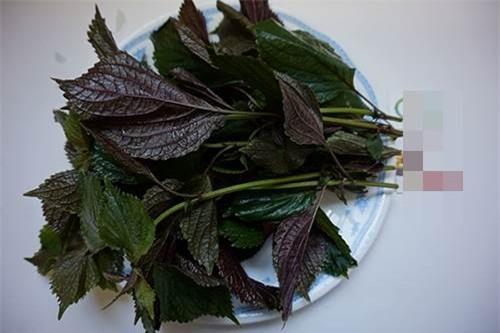 hạt giống rau tía tô