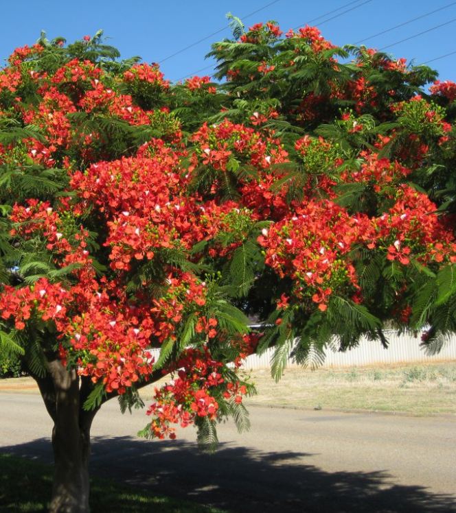 Hạt giống hoa phượng vĩ đỏ - 5 hạt/gói