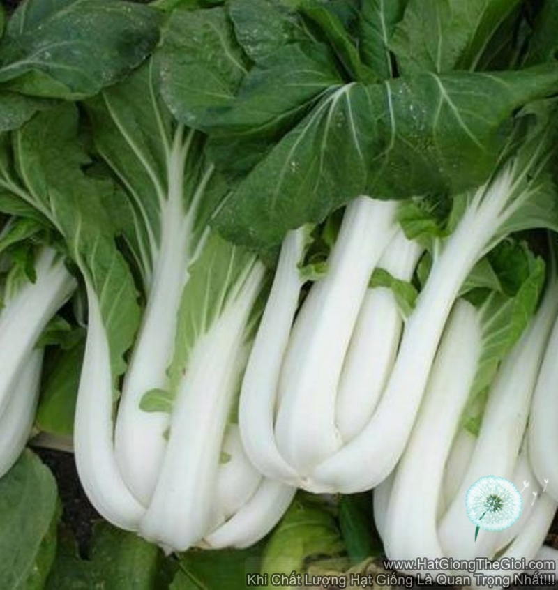 Hạt giống cải thìa trắng