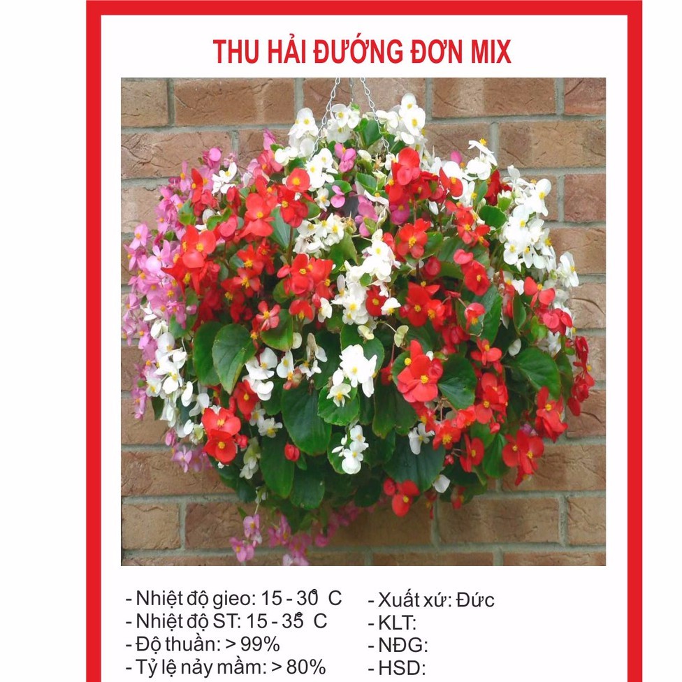 Hạt giống hoa thu hải đường đơn mix 10 hạt