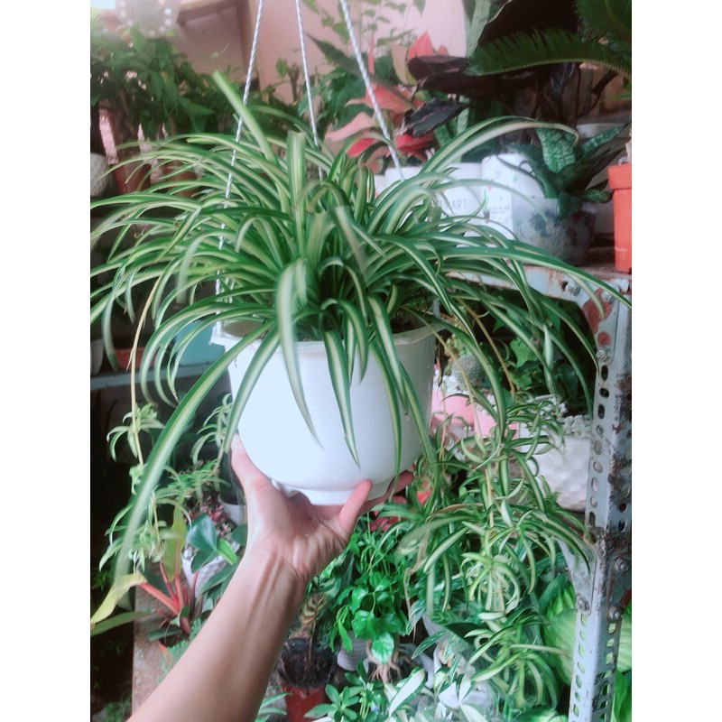 [HCM]Chậu Cây Dây Nhện