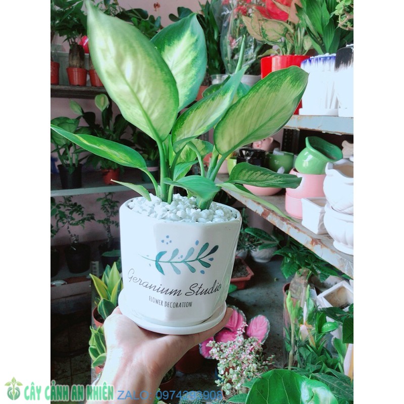 Chậu Cây Vạn Niên Thanh