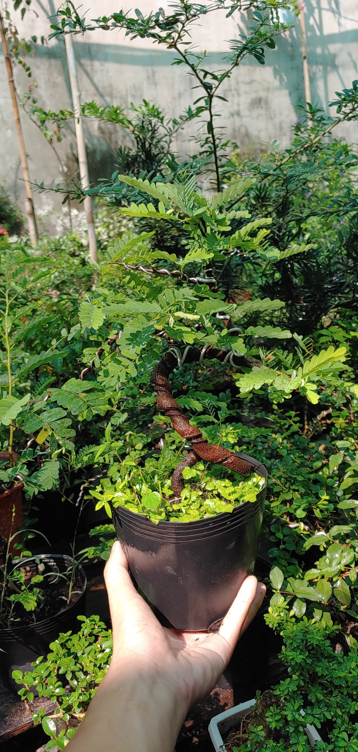 cây me bonsai