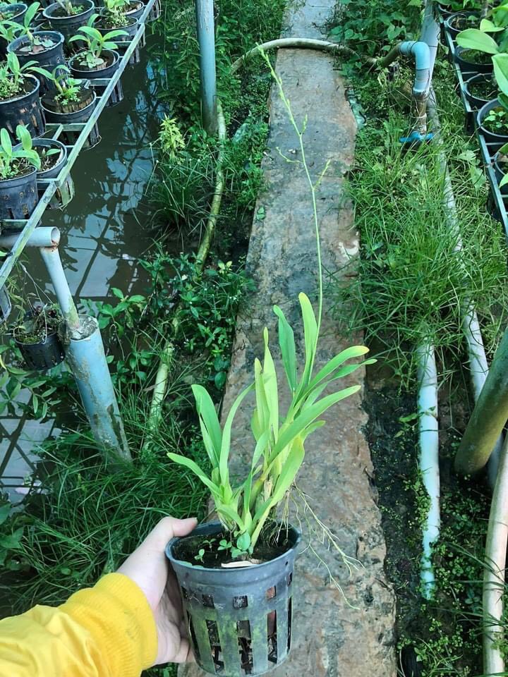 Hoa lan vũ nữ ramsay