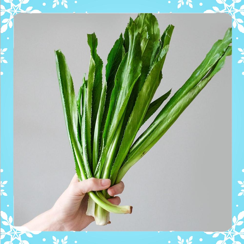 Hạt Giống Rau Ngò Gai (Ngò Tàu) Dễ Trồng, Sinh Trưởng Mạnh