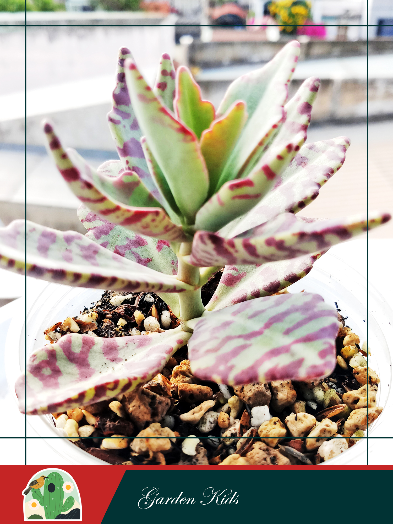Sen đá gấm viền tím (Kalanchoe Humilis)