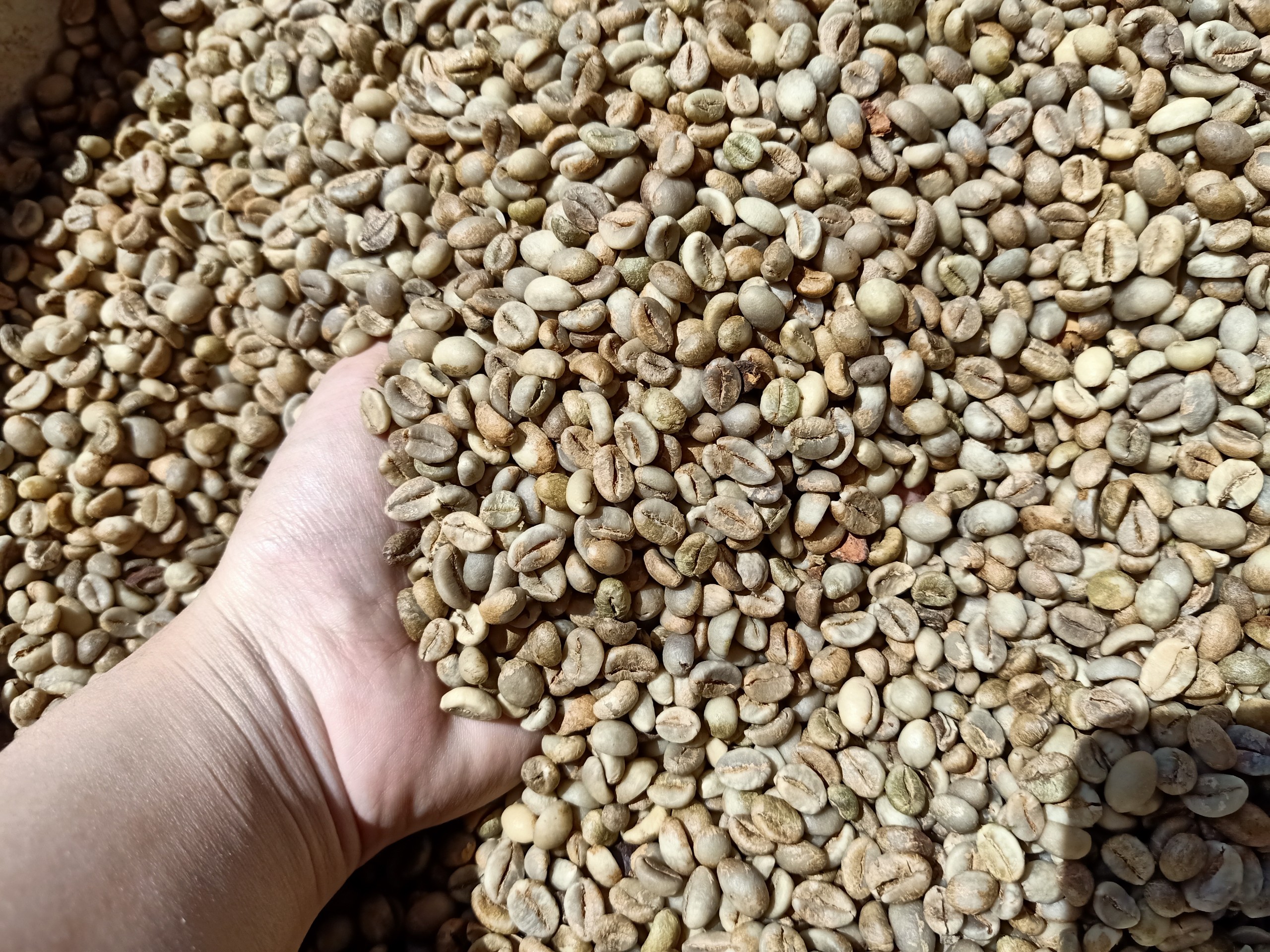 1kg Cà phê nhân sống - (tỉ lệ hái chín> 98%) cà phê Robusta - S16 - MYANH coffee