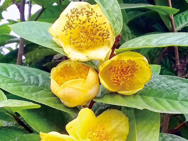 Trà hoa vàng - Cây khỏe trong bầu ươm
