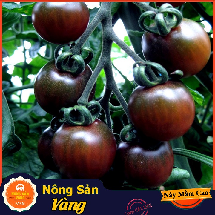 Black Tomato seeds (tomato) beautiful eye for wrong results, seeds germinate good (pack 10 seeds)-shallow gold