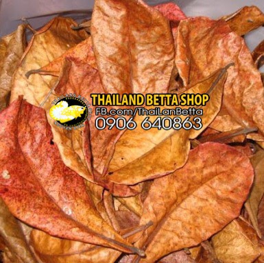 [HCM]20 LÁ BÀNG KHÔ TỰ NHIÊN