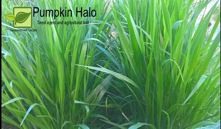 [HCM]HẠT GIỐNG CỎ THÁI LAN _  CỎ ĐẬU STYLO_GÓI 100GRAM.