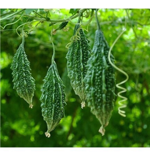 Hạt giống Mướp đắng rừng (Khổ qua rừng) - Gói 15 hạt