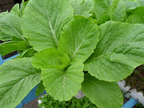 Hạt giống Cải bẹ vàng A1