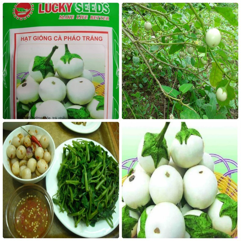 White Ca Phao Seeds F1 - 4 Season Ca Phao - 2Gr Pack