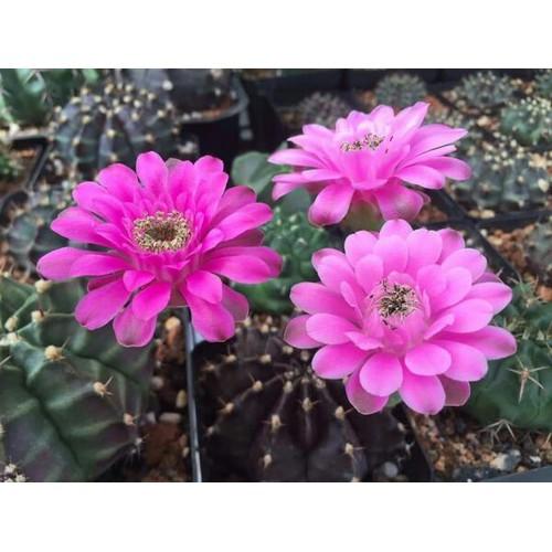 [HCM]Xương rồng gấm kali (KM: 3 chậu tặng một gói phân NPK 30)