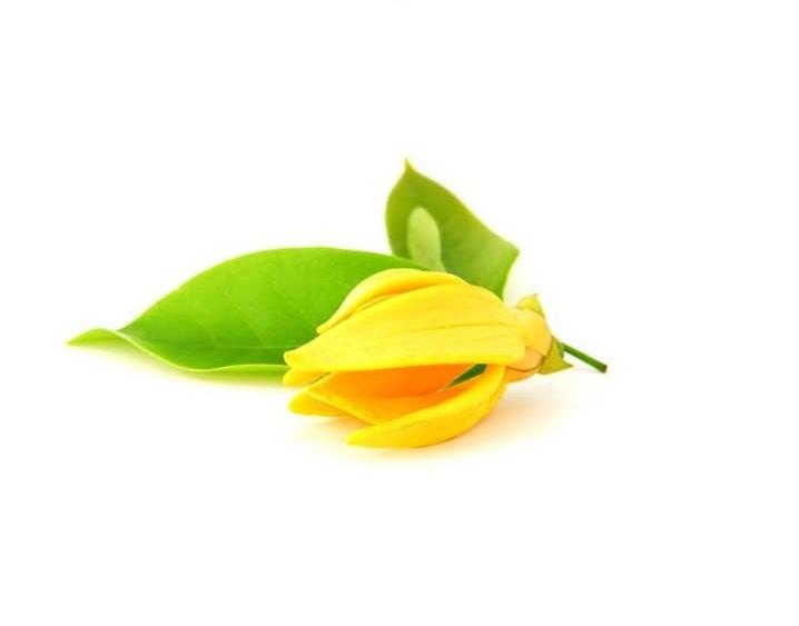 Tinh dầu ngọc lan tây nguyên chất 100% 20ml
