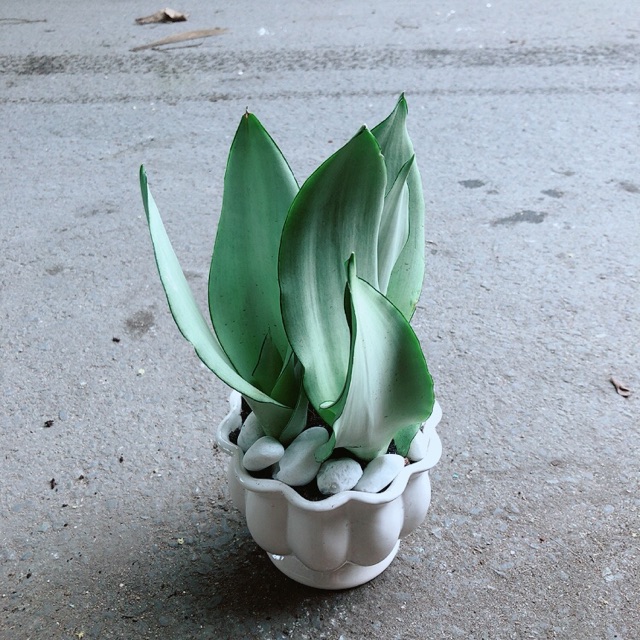 [HCM]Chậu Cây Lưỡi Hổ Bạc