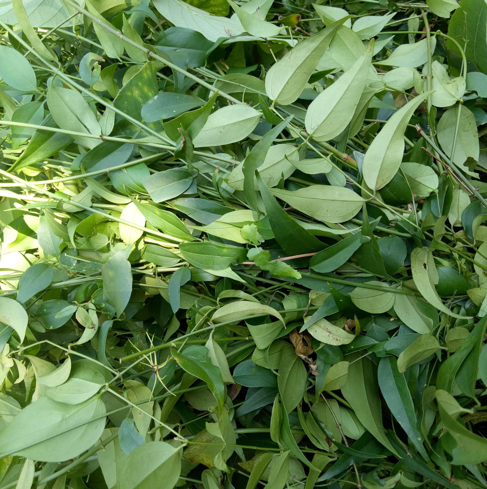Chè Vằng (0,5kg), khô sạch thơm, tiện dụng, pha trà