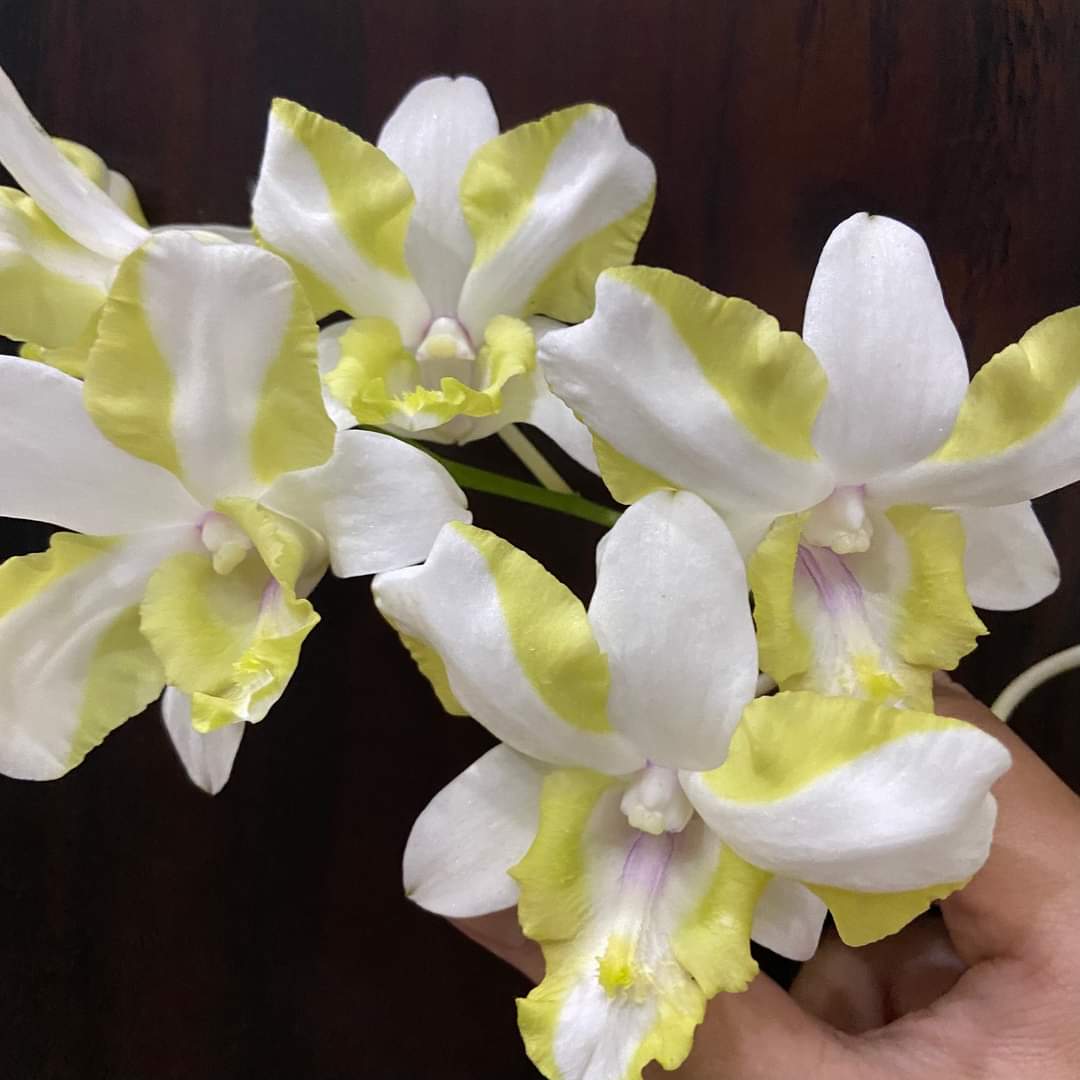 Hoa lan denro mắt rồng vàng