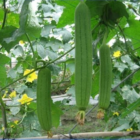Hạt giống mướp hương thái lan