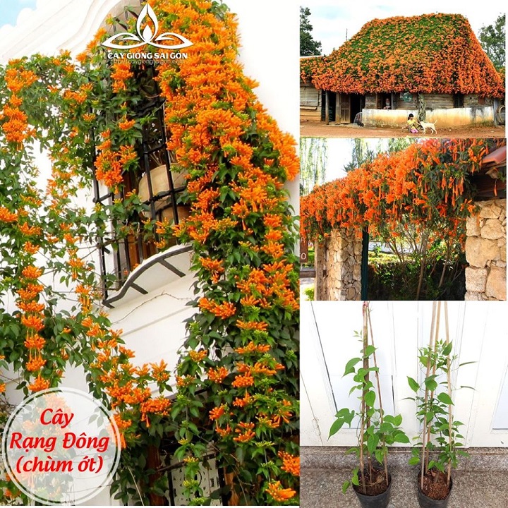 CHẬU CÂY GIỐNG HOA CHÙM ỚT( HOA RẠNG ĐÔNG)