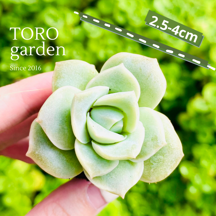 SEN ĐÁ HỒNG HÀ LAN SIZE MINI LỖI 1 ĐỔI 1