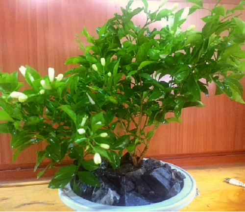 Cây NGUYỆT QUẾ lùn mini bon sai cực đẹp, để bàn hoa thơm ngát, gửi cây nguyên bầu