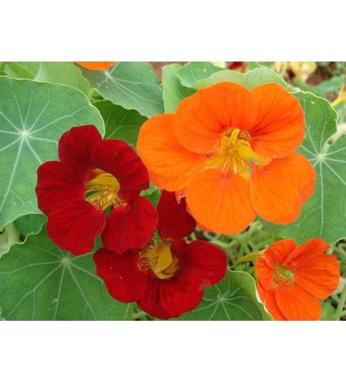 Hạt giống hoa sen cạn mix màu