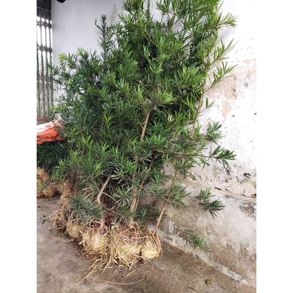 CÂY GIỐNG TÙNG LA HÁN - cao gần 1m