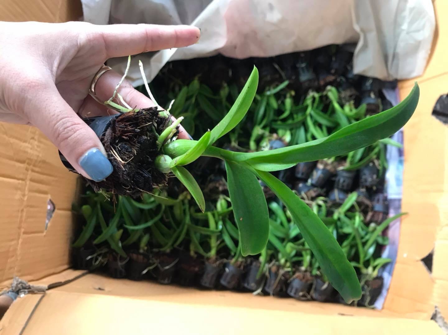 [HCM]Dendro nắng thơm Banana - cây giống