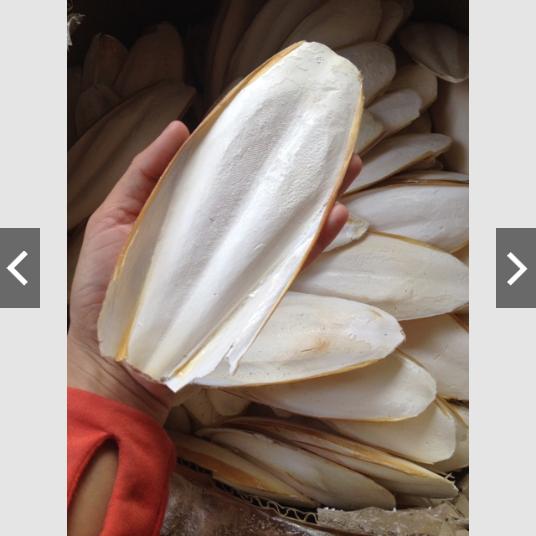 1kg Nang Mực { Mai Mực}