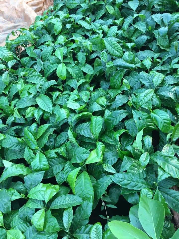 cây giống cà phê culi  siêu trái