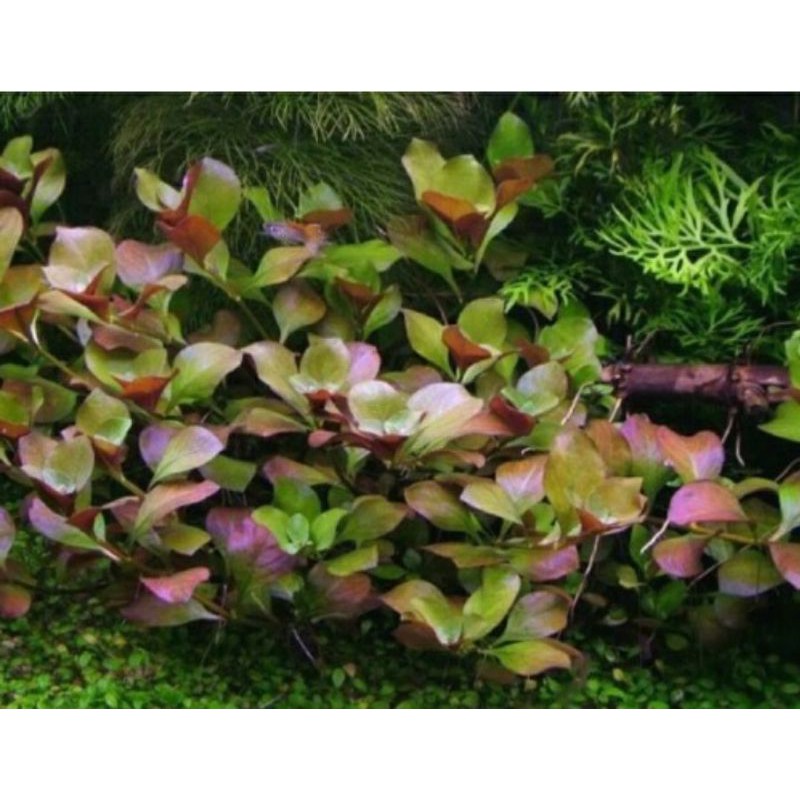 Cây Hồng Xoăn thủy sinh Không Cần C02 và nền
