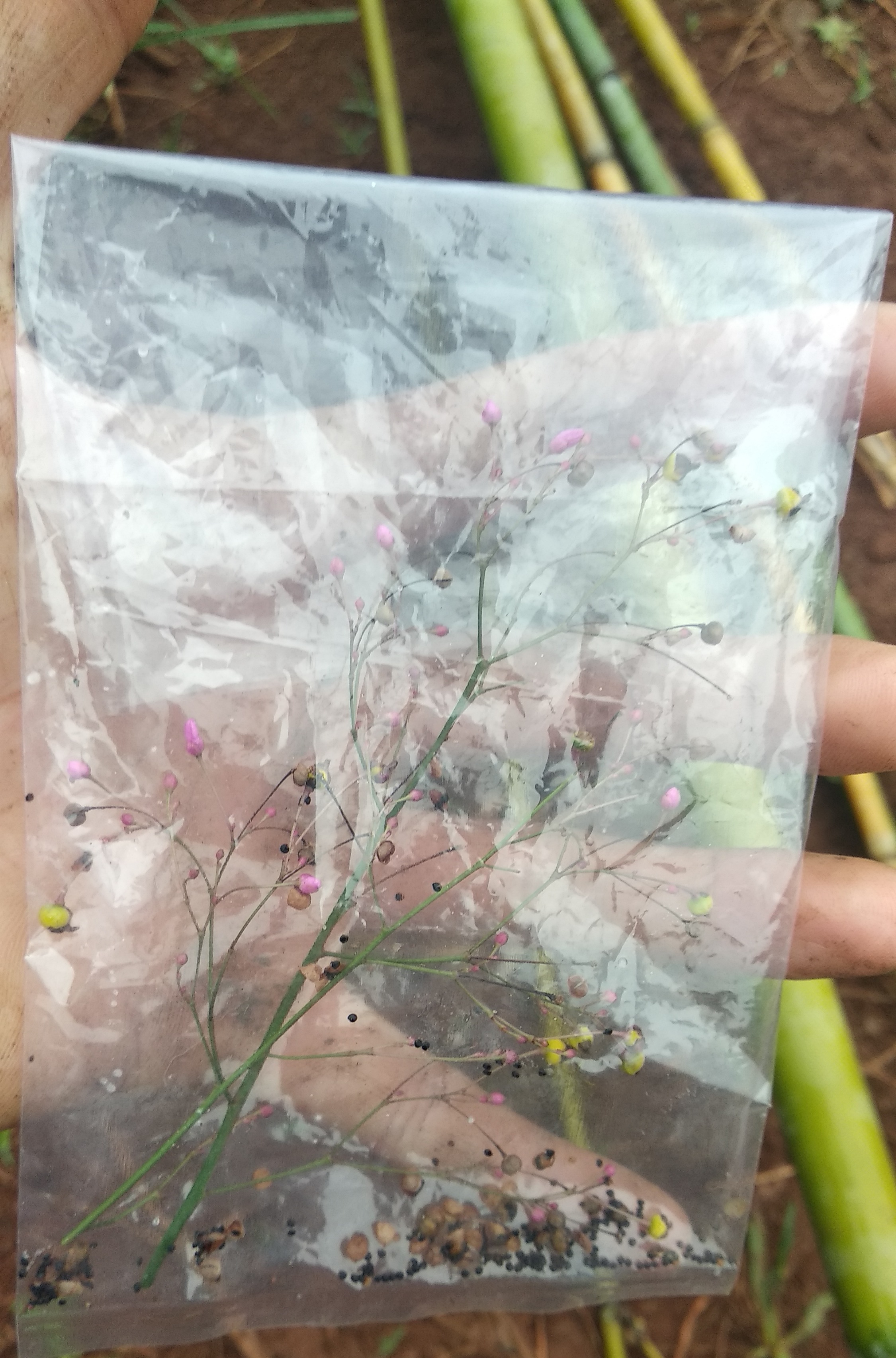 Giống cây sâm đất ( hạt)