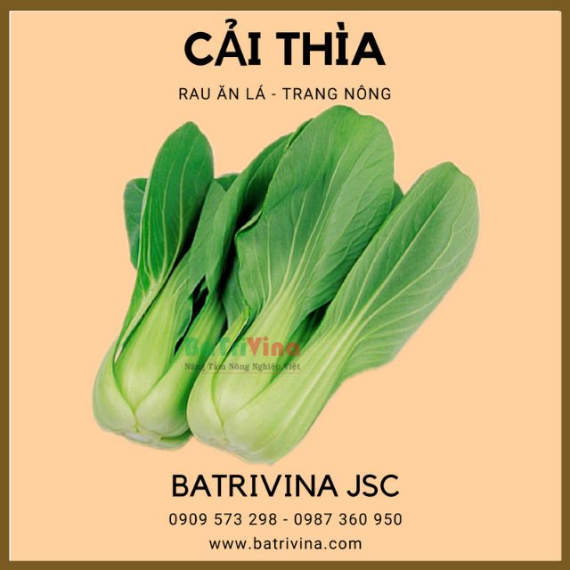 [HCM]Gói 20Gr Hạt Giống Cải Thượng Hải - Cải Thìa Trang Nông