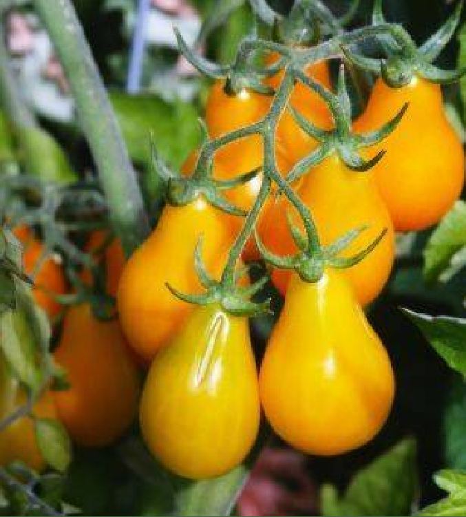 "Gói 30 Hạt " Hạt giống cà chua quả lê vàng