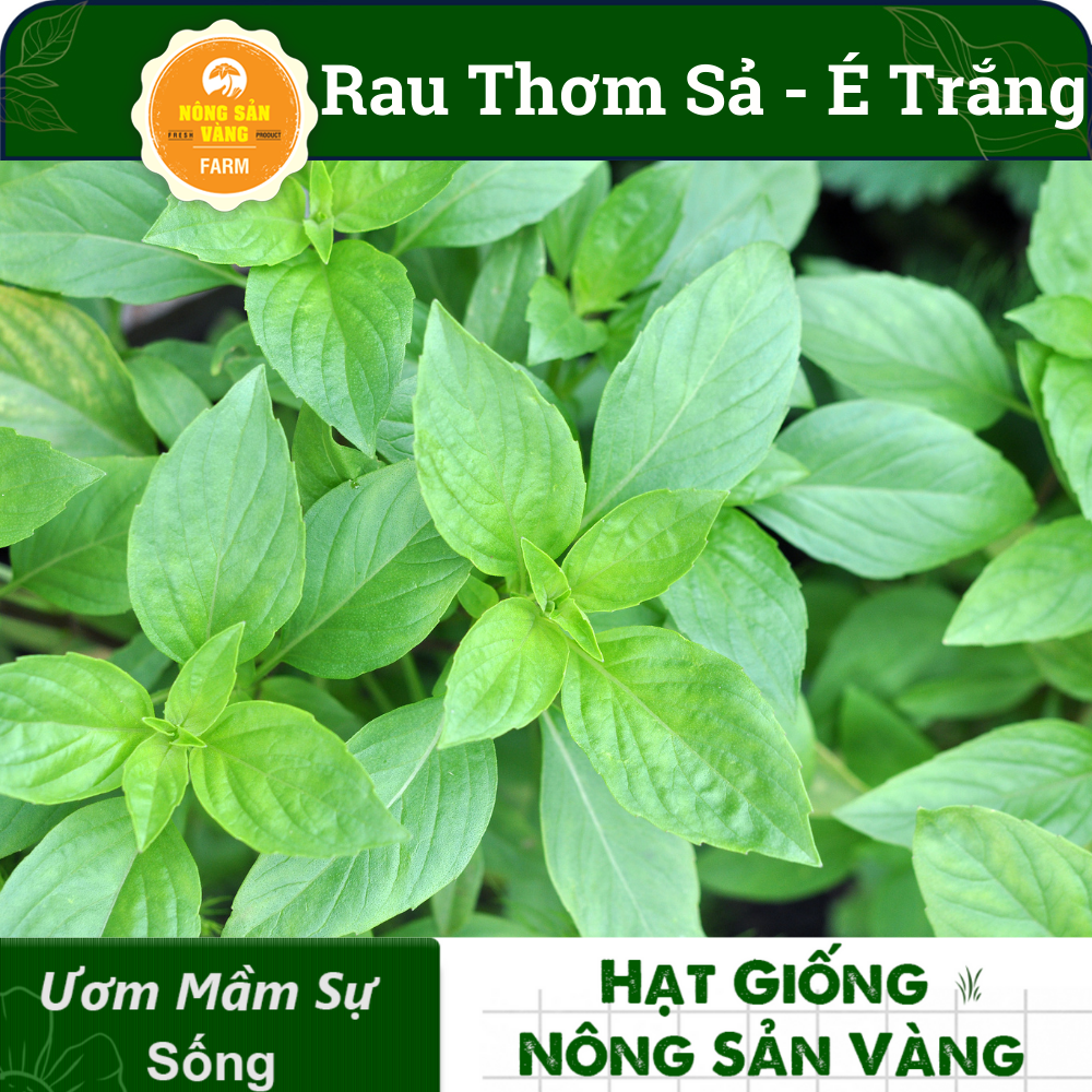 Hạt giống Rau Thơm Sả (É Trắng) Rau Thơm Đặc Biệt Của Miền Trung,  Trồng Quanh Năm (gói 5 gram)- Nông Sản Vàng